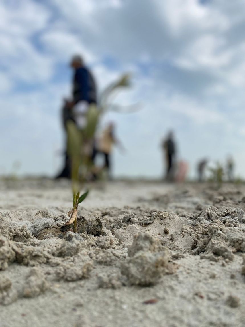 "نبض الأرض".. مبادرة لتعزيز الوعي المجتمعي بتحديات البيئة والتصحر