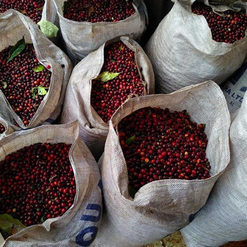 مع تدهور محصول البرازيل.. ارتفاع قياسي في أسعار البن عالميًا