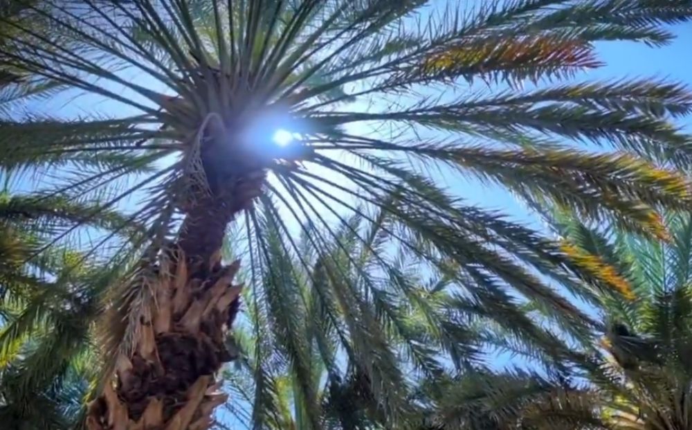 "الوطني للنخيل": مشروع الخشب المعالج خطوة لتوطين الصناعة ودعم الاقتصاد