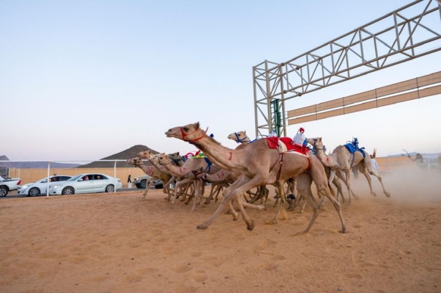 تدشين سباقات ميدان العلا للهجن لتعزيز ريادتها كموطن للرياضات التراثية