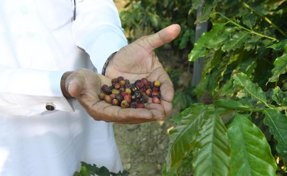 رجال ألمع.. زراعة البن تعود إلى واجهة المشهد الاقتصادي