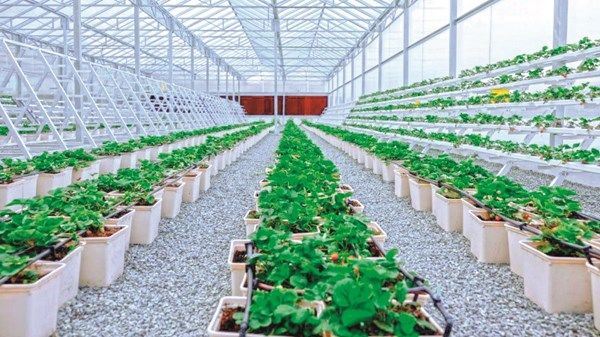 «مزرعة الفراولة» في حتا.. إطلالة مستدامة بين أحضان الجبال