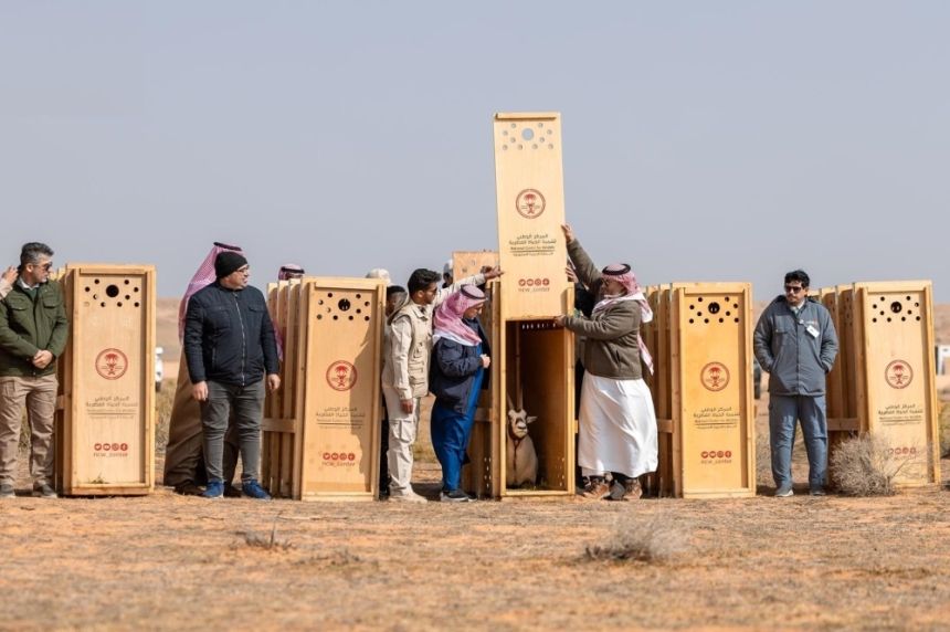 محمية الإمام تركي..إطلاق 95 من الكائنات الفطرية المهددة بالانقراض