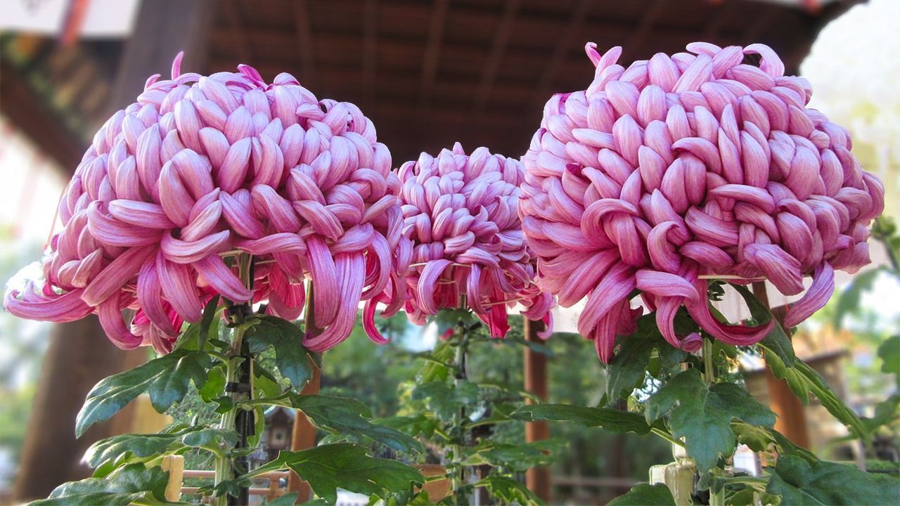 اليابان | أزهار الأقحوان وبوذا