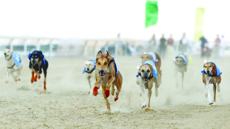 الامارات | مزاينة صقور وسباقات خيل وسلوقي.. في «ختامية الظفرة» اليوم