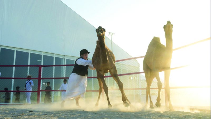 الامارات | مهرجان الظفرة.. القوافل تتوافد على المحطة الختامية