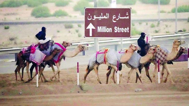 الامارات | «شارع المليون».. وجهة عشاق الإبل ومُلّاكها في مهرجان الظفرة