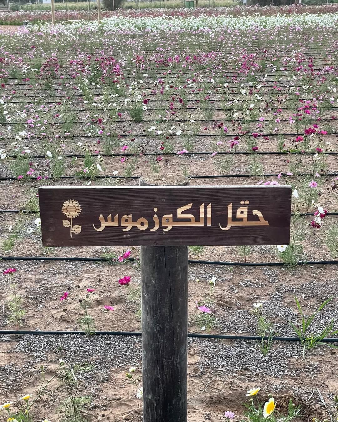 الامارات | "المواطن محمد الحوسني.. مزارع يتميز بـ"أفضل مزرعة عضوية