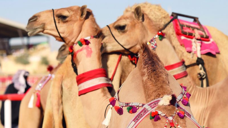 الامارات | الإبل في مهرجان الظفرة.. مطرزة بخيوط الذهب
