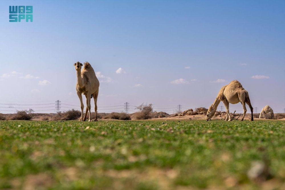 الإبل في فياض غرب رفحاء.. لوحة جمالية تجمع الطبيعة والتراث