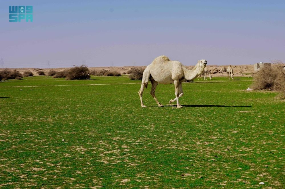 الإبل في فياض غرب رفحاء.. لوحة جمالية تجمع الطبيعة والتراث