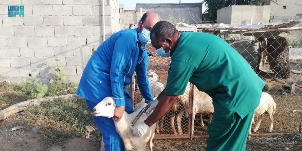 بيطريون يراقبون بيع المواشي بالأوزان