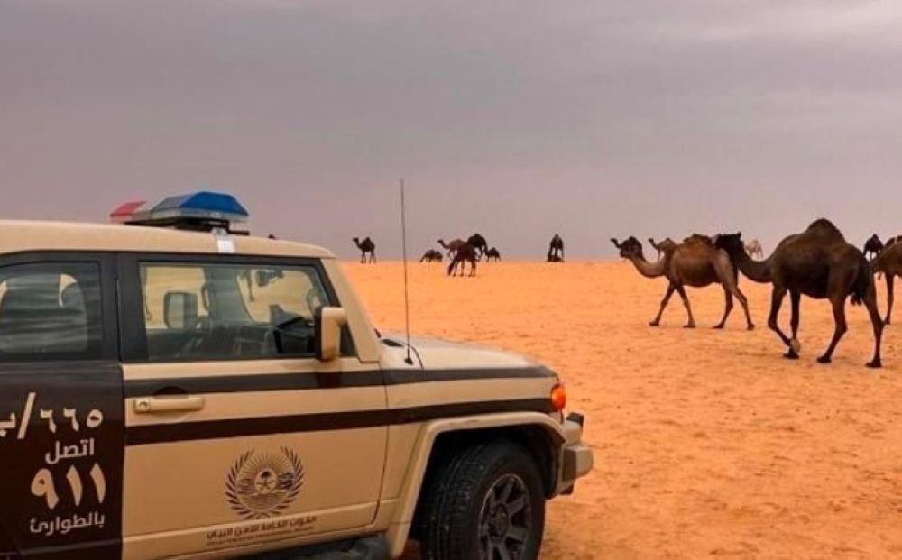 ضبط شخص لارتكابه مخالفة رعي 10 متون من الإبل بمحمية الملك عبدالعزيز