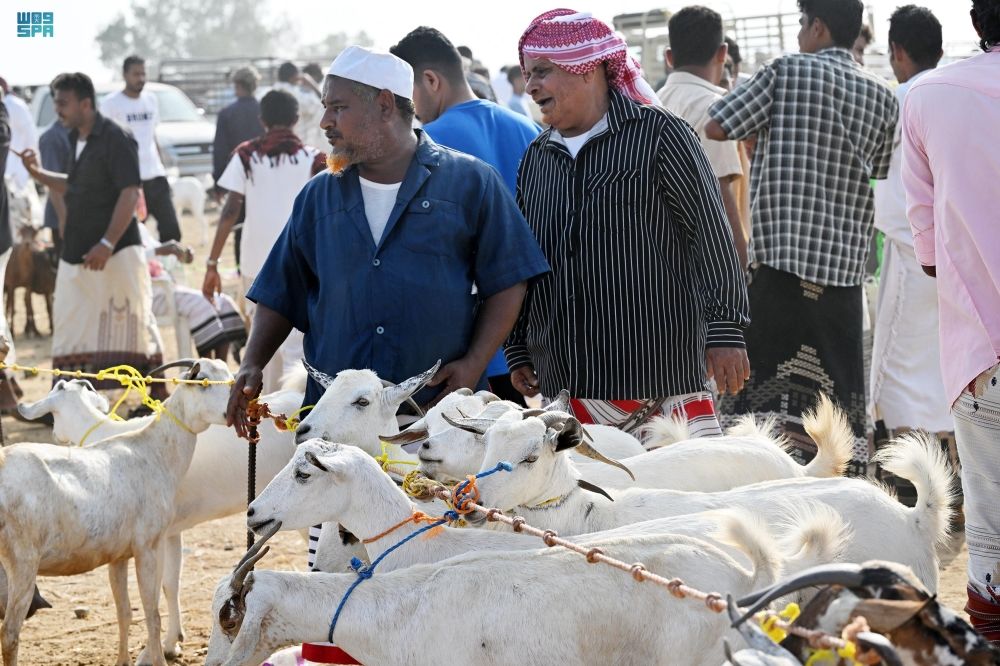 صور| أسواق الماشية في جازان تشهد إقبالًا متزايدًا قبل شهر رمضان
