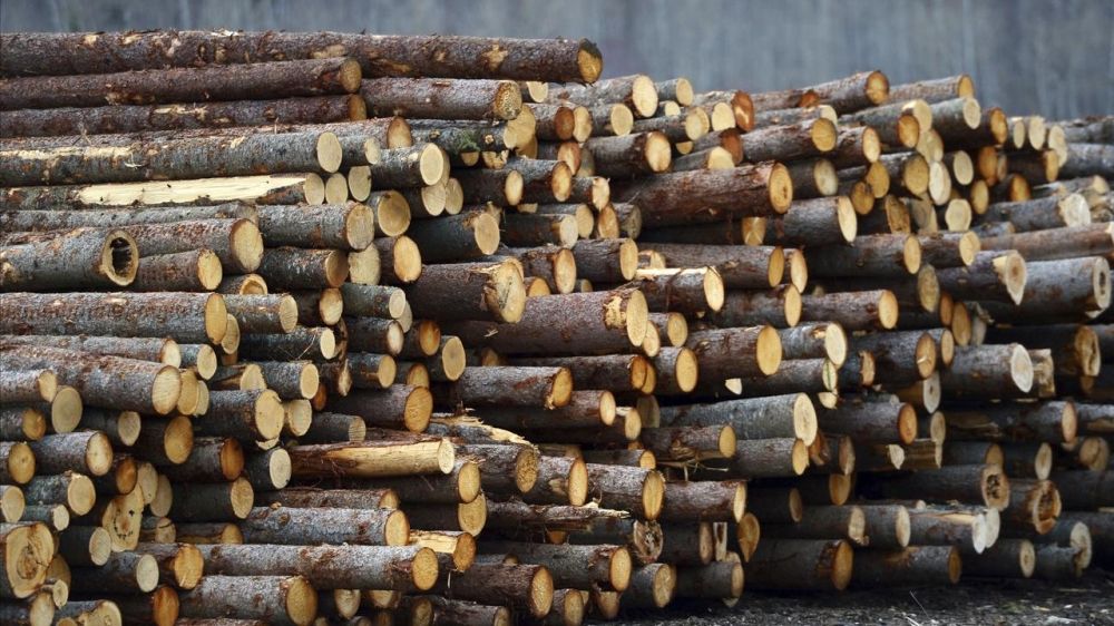 أمريكا.. توقعات بفرض رسوم جمركية على واردات الأخشاب