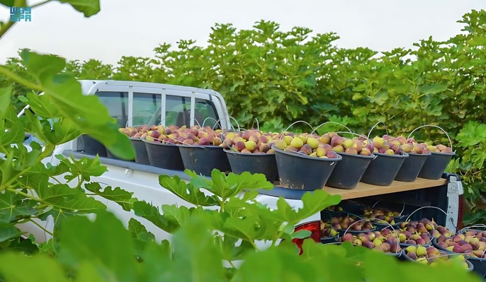 اكتفاء ذاتي 107%.. التين يلبي احتياجات السوق بـ 28 ألف طن سنويًا