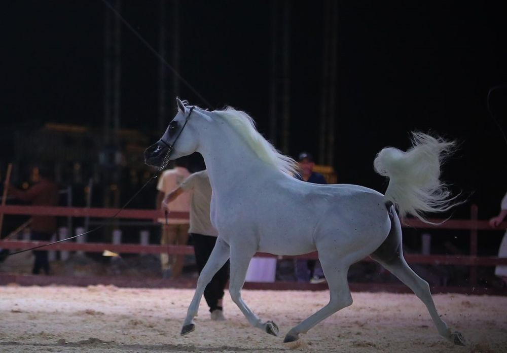 "البيئة".. شرطان لمزادات الخيل العربية الأصيلة الحضورية و4 ضوابط للإلكترونية