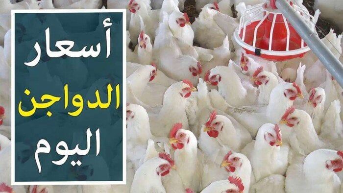 دواجن بلدي بـ 120 جنيهًا فقط… تعرف على أسعار اليوم السبت 22 مارس 2025!