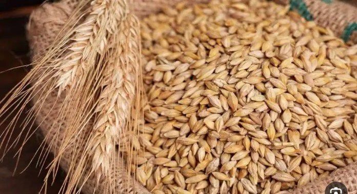أسعار الأرز الشعير اليوم السبت 22 مارس 2025: ماذا ينتظر السوق؟