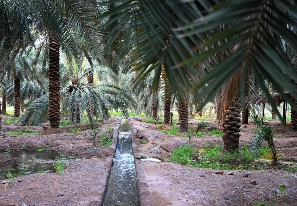 مزارعو المدينة المنورة يبدأون "سربان" النخيل لتعزيز جودة الإنتاج