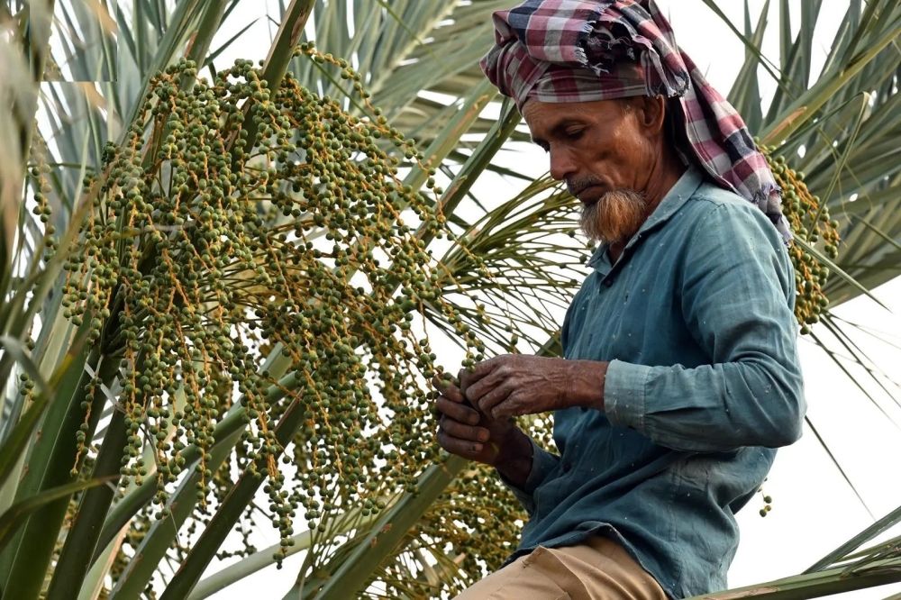 مزارعو المدينة المنورة يبدأون "سربان" النخيل لتعزيز جودة الإنتاج