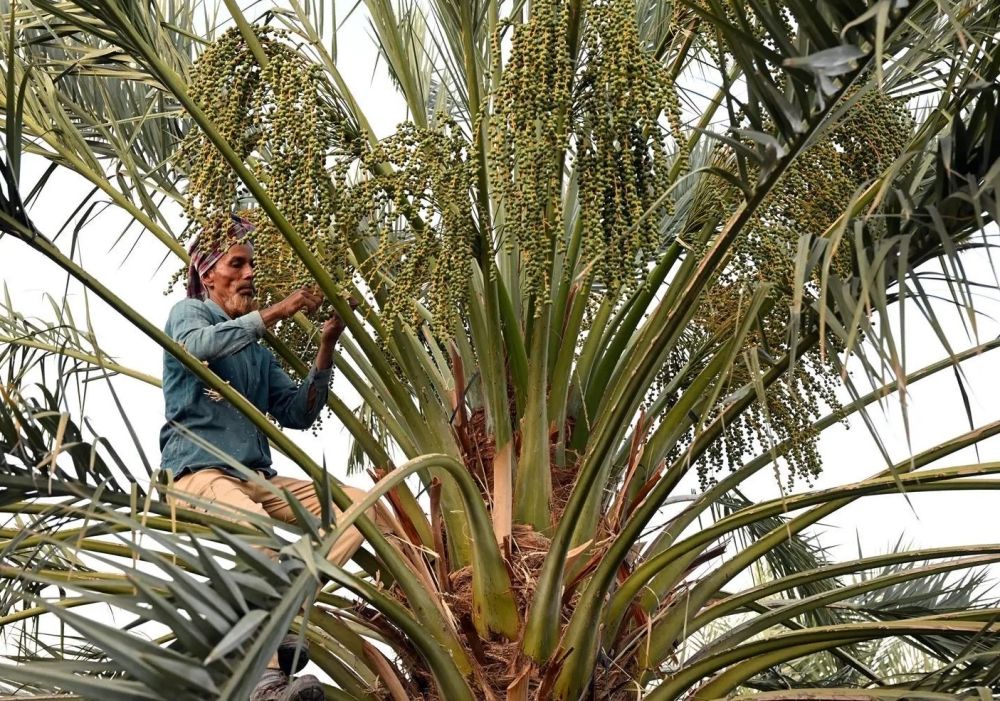 مزارعو المدينة المنورة يبدأون "سربان" النخيل لتعزيز جودة الإنتاج