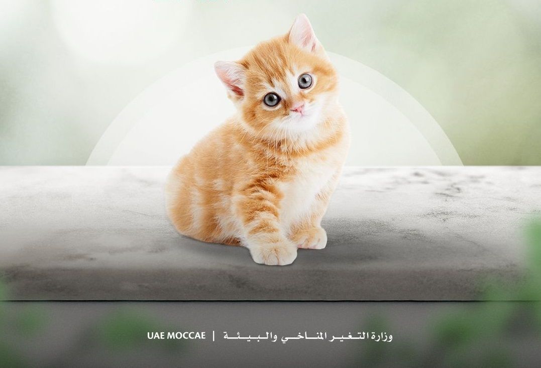 الامارات | "التغير المناخي والبيئة" تحدد اشتراطات ورسوم استيراد حيوانات الرفقة