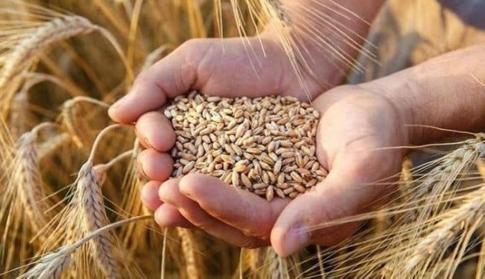 اكتشاف علمي لـ "كاوست" يوفر استراتيجيات جديدة لتطوير سلالات من القمح