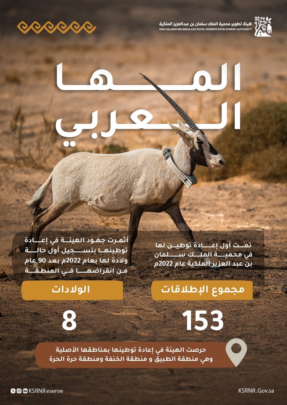 بعد 90 عامًا من انقراضه.. إعادة 153 مها عربيًا لمحمية الملك سلمان