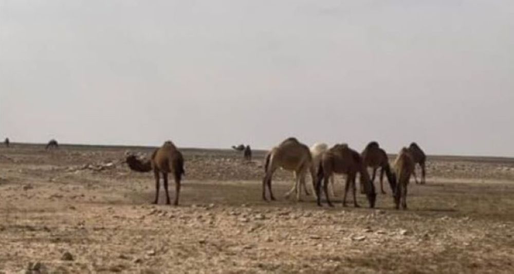 ضبط مخالف لرعيه  الإبل في محمية الإمام تركي بن عبدالله