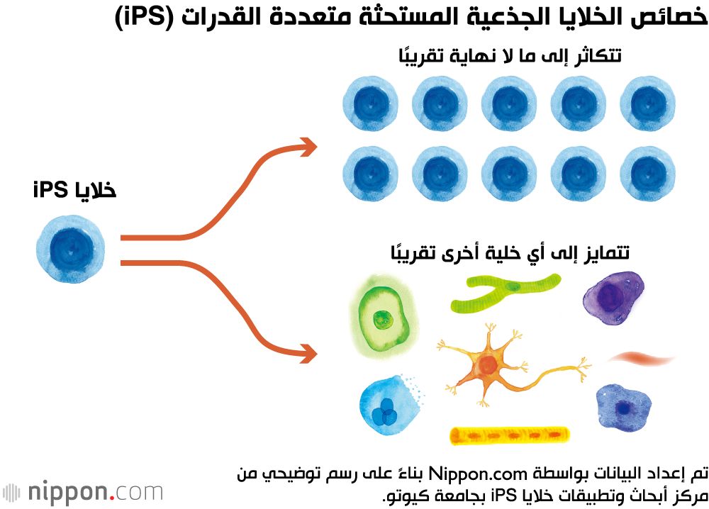 اليابان | اليابان على أعتاب ثورة طبية... هل تكون الخلايا الجذعية هي الحل؟