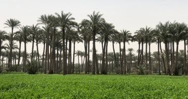 مركز المناخ: اليوم أجواء ربيعية معتدلة شمالاً حارة جنوباً
