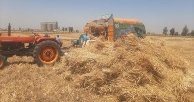 وزارة الزراعة: موسم القمح الحالى جيد بفضل الظروف المناخية