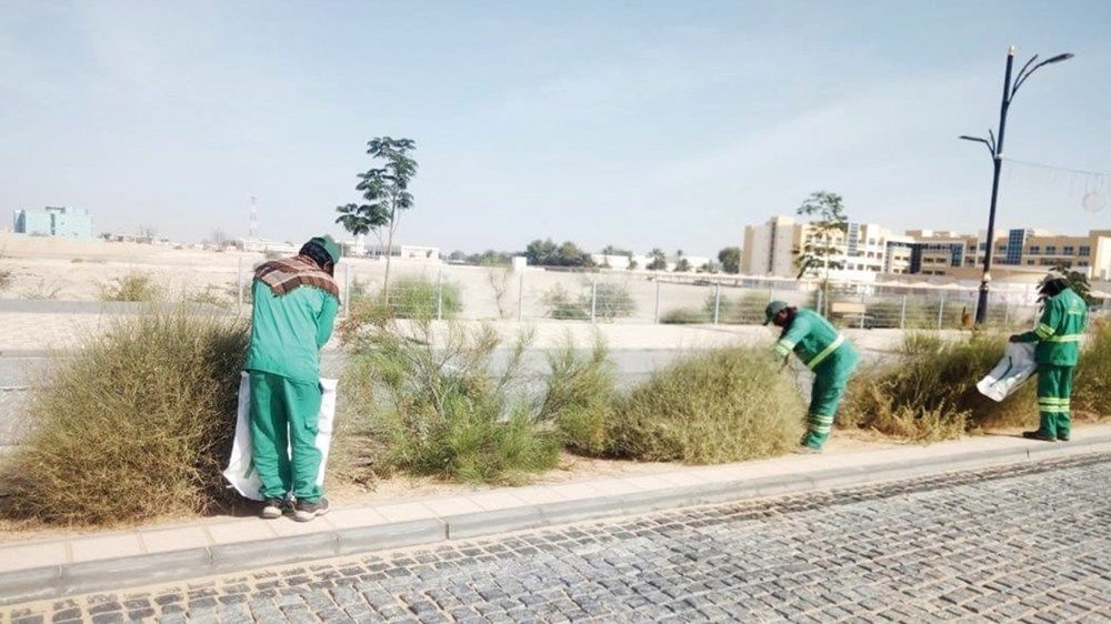 6 أطنان بذور محلية لتعزيز التنوع البيئي في محميات ومناطق الظفرة