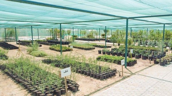 6 أطنان بذور محلية لتعزيز التنوع البيئي في محميات ومناطق الظفرة