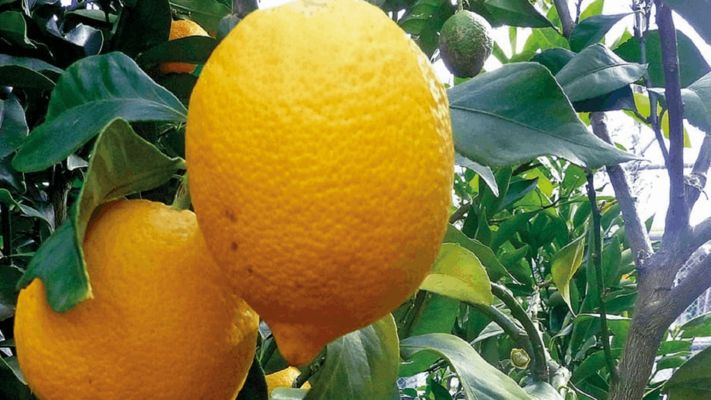 وزارة الزراعة الاردنية قررت منح رخص استيراد لمحصول الليمون اللبناني بمختلف أنواعه