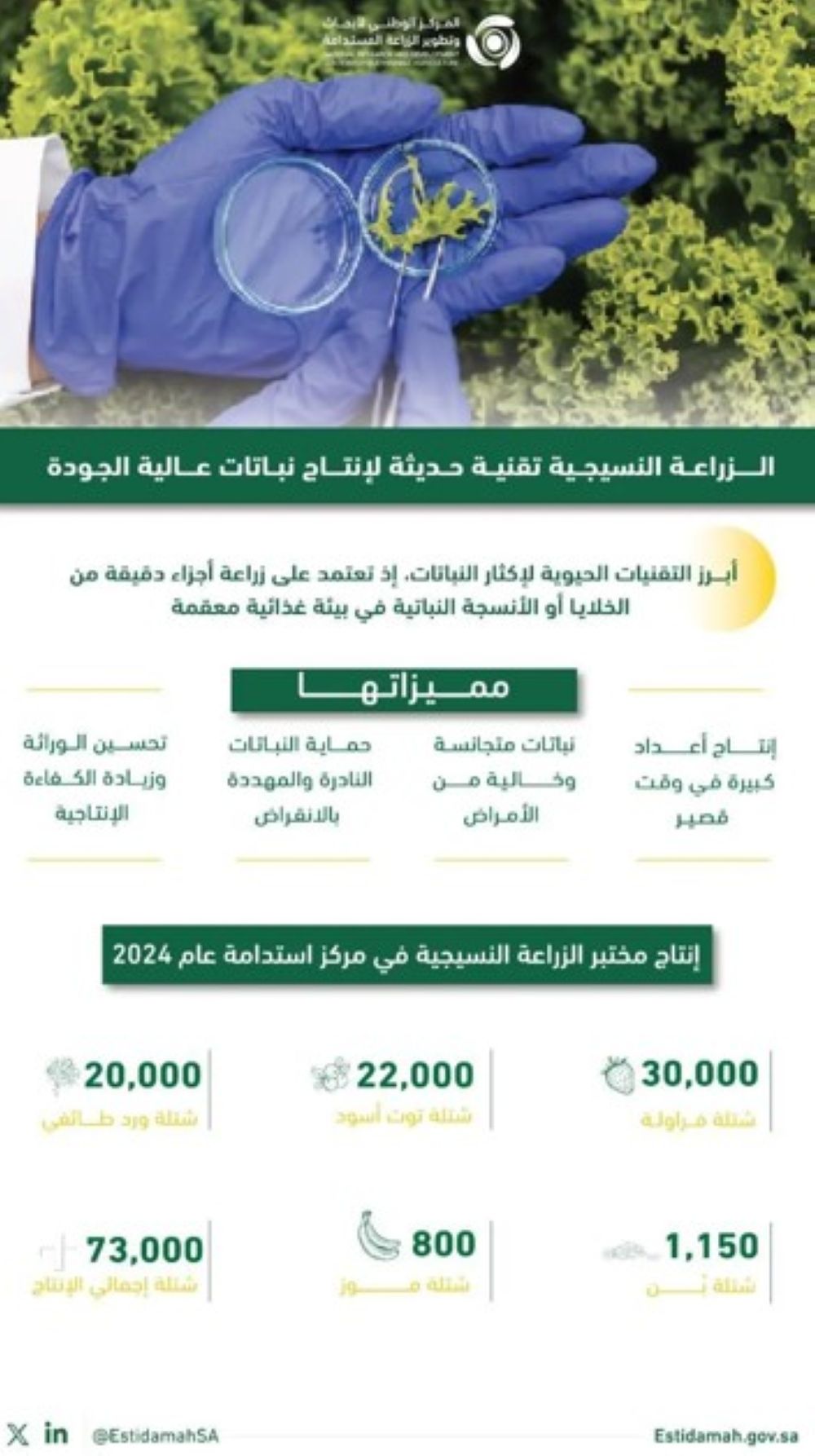 ”استدامة“: إنتاج 73 ألف شتلة بتقنية الزراعة النسيجية