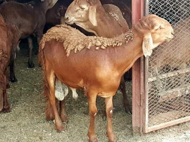 سنار تطرح مشروع جمع جلود الأضاحي لدعم القوات المسلحة