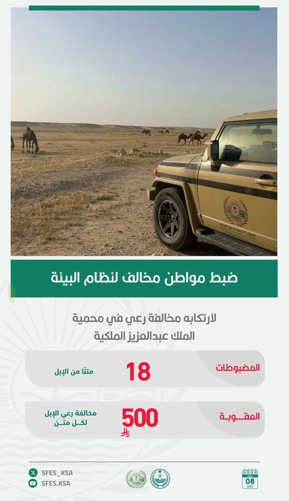 18 متنًا من الإبل.. ضبط مواطن ارتكب مخالفة بمحمية الملك عبدالعزيز