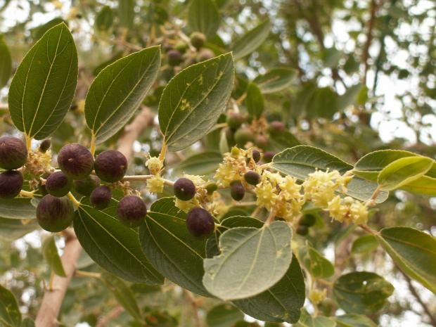 فوائد مذهلة عند شرب ورق السدر قبل النوم.. يعزز المناعة ويحمي القلب