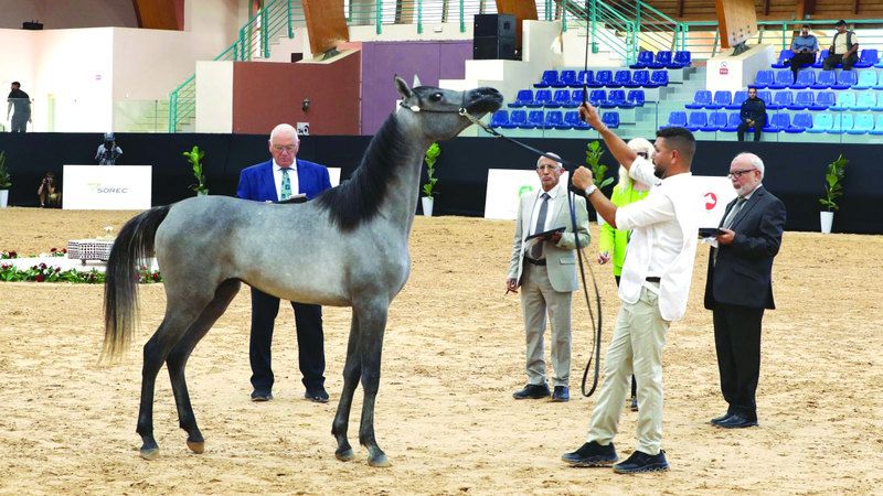 الامارات | من المغرب.. جمال الخيول العربية يخطف الأنظار في كأس الإمارات