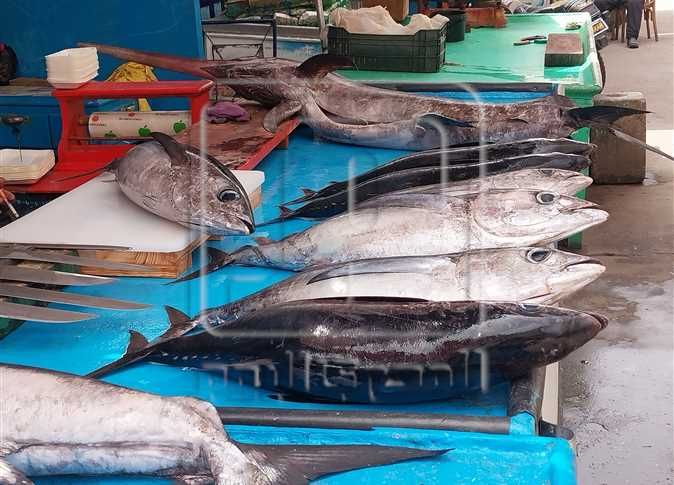بداية موسم التونة البيضاء بدمياط .. وفرحة الصيادين بظهورها في الأسواق