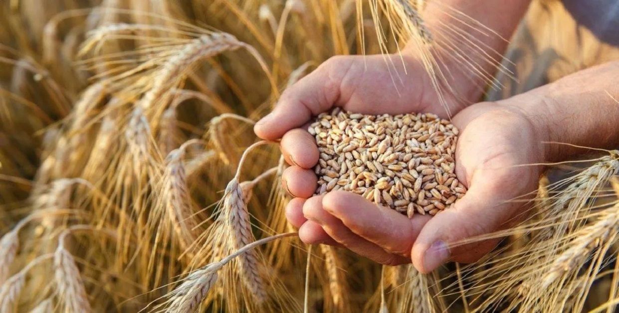 الأمن الغذائي يرسو الدفعة الثالثة من القمح المستورد لعام 2025