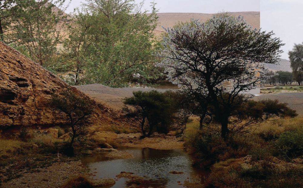 "ربيعنا دايم".. حملة توعوية جديدة لهيئة تطوير محمية الملك عبدالعزيز