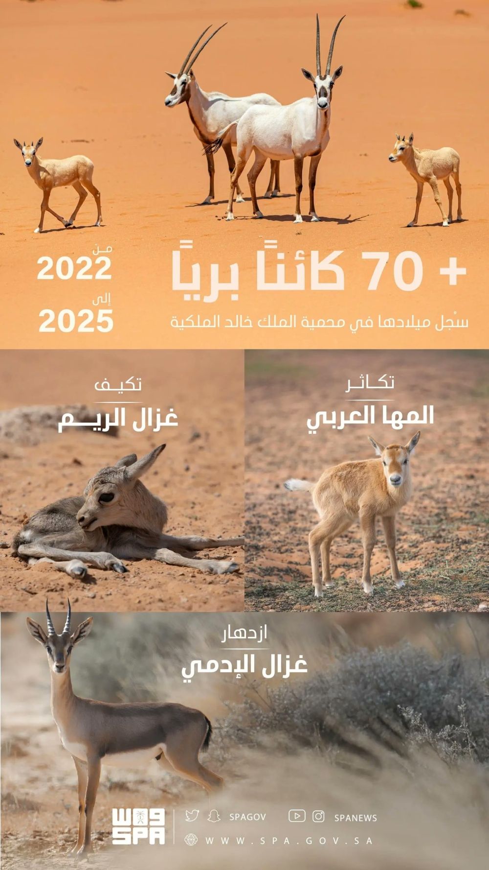 تسجيل ولادة 74 حيوانًا بريًا في محمية الملك خالد الملكية