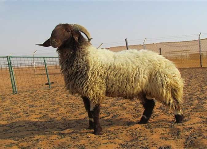 بكام سعر الكيلو القائم؟.. أسعار الأضاحي مع بدء العد التنازلي للعيد