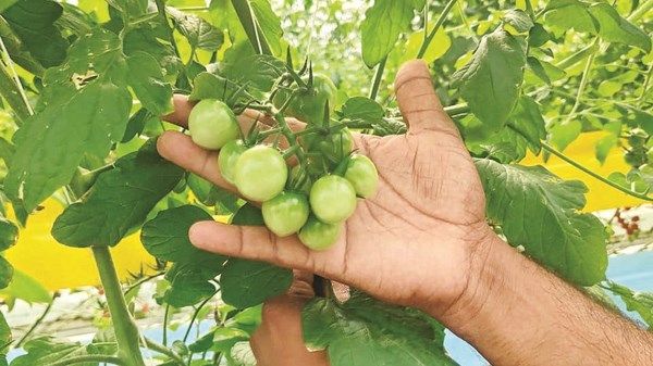 حلول مبتكرة للزراعة والطاقة في «تحدي تكنولوجيا الغذاء»