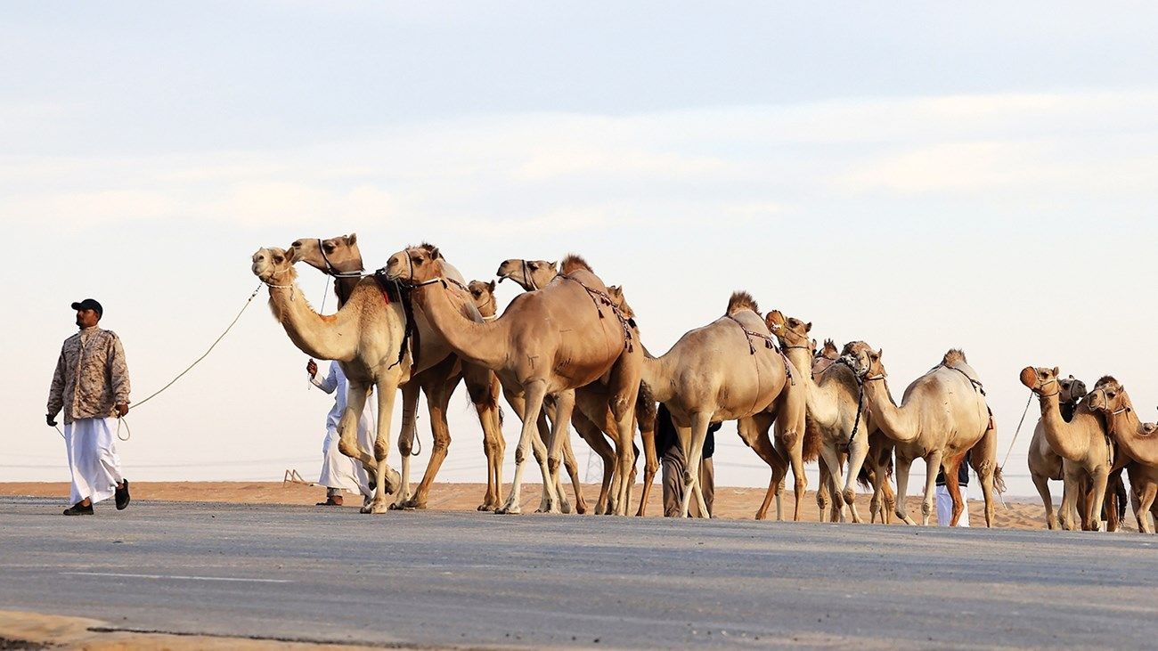 شاهد بالفيديو.. عريس سوداني بالقضارف يحصل على هدايا غير مسبوقة من أصدقائه عبر عن قافلة من “الإبل”