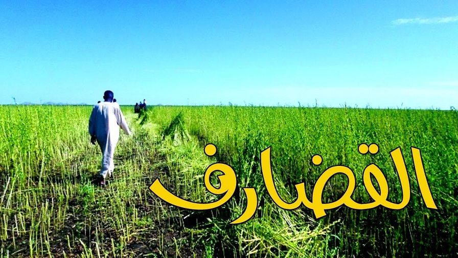 القضارف .. تسجيل مساحات غابية بمنطقتى الفشقة الصغرى والكبرى وإعادة إستزراعها بإشراك القوات المسلحة