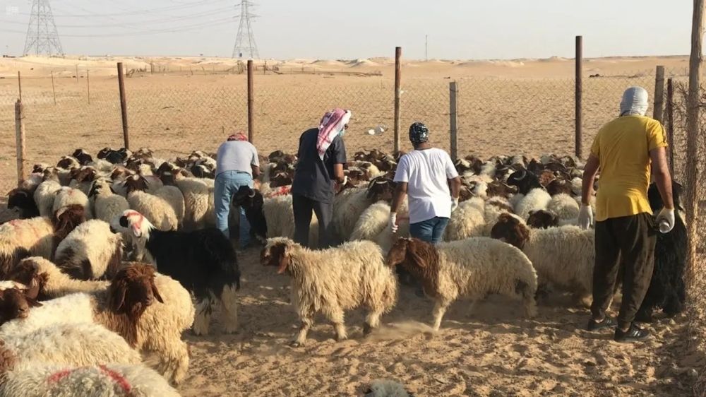 ريالان لوزن الماشية والفحص البيطري بـ 10